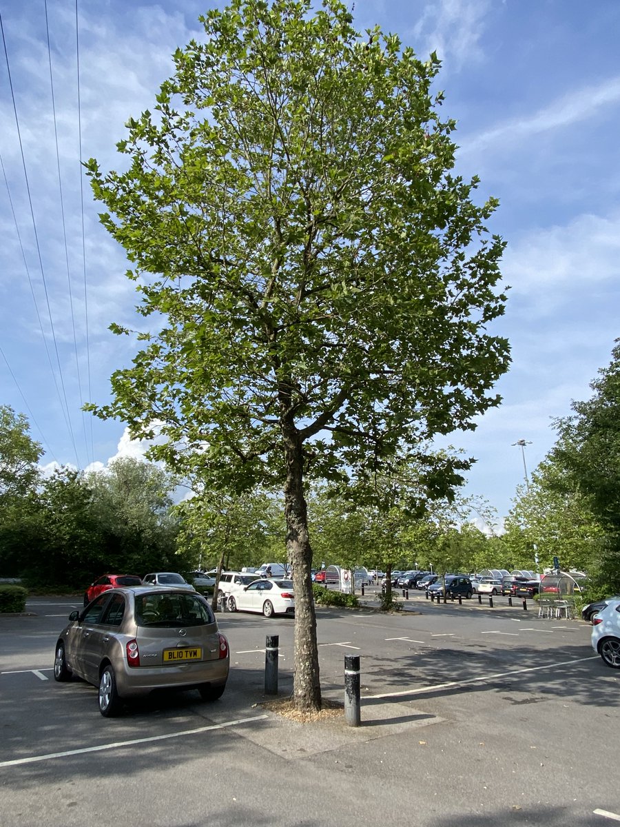 It is possible to get trees into parking areas without any loss of parking spaces, so why are we not seeing this as standard in commercial developments? This was a hot day, its not by chance that this driver parked in the shade!  Well done Marks &amp; Spencers at J7 on the M27.