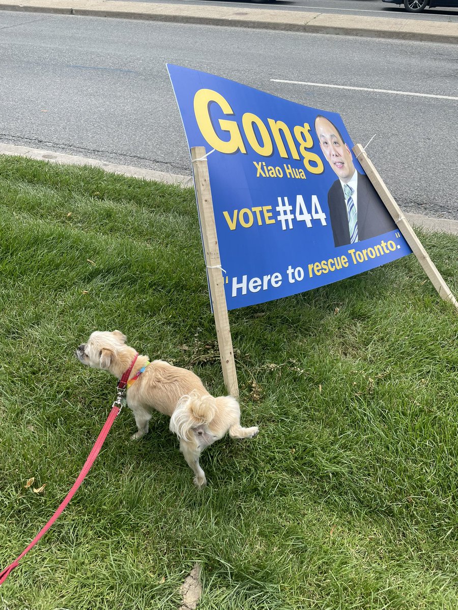 While on our walk today, my doggie sent ANOTHER very clear message about who NOT to vote for in the Toronto Mayor by-election. Whatta good boy!!! #TorontoMayor #onpoli