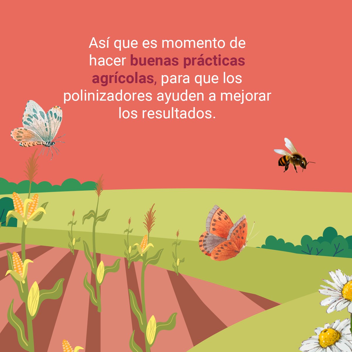 alasparaelcampo's tweet photo. Ayudar a los polinizadores es ayudar a nuestro planeta y a nosotros mismos. 🦋🐝🦇

Descubre cómo puedes poner tu granito de arena aquí https://t.co/BgzavfHB8Q https://t.co/HUGyPudrYZ