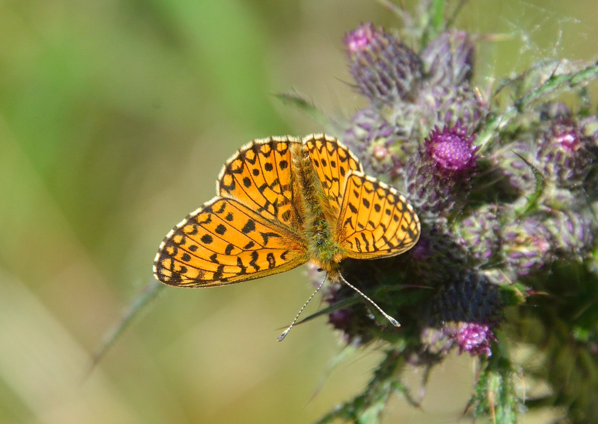 About to head south after three weeks in Scotland. Tropical weather and good chances to record Northern Brown Argus, Small Pearl-bordered Fritillary and Grayling, amongst other species, on the Galloway coast. @savebutterflies @BC_SWScotland