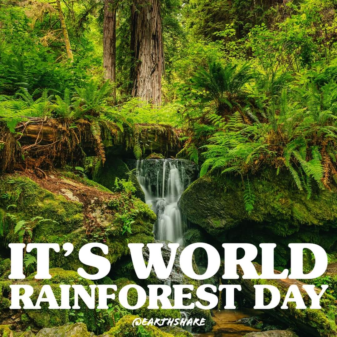 Link to profile on Facebook: 
facebook.com/EarthShare

#WorldRainforestDay #rainforest #Amazon #wildanimals #wildlifeconservation #wildlife #conservation #IfYouCareEarthShare #EarthShare #earth #savetheplanet #saveourplanet #saveourforests #green #greenplanet #greenbeauty #nature