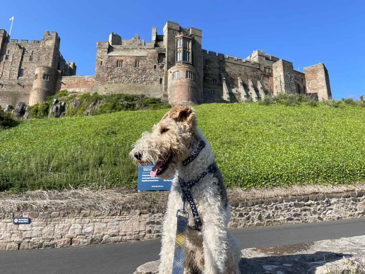 CarrieCheyne's tweet photo. @Phil_Sledge Barney from Glasgow at Bamburgh Castle today. https://t.co/uOuOsxA3Fx