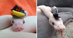 @25_Kimera Can we get her head snakes to wear a bunch of tiny hats for them  

Like these