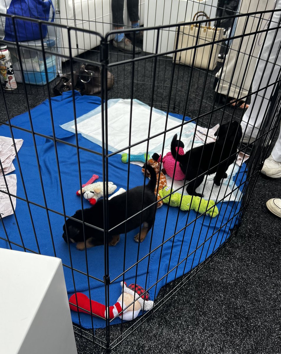 Our Solutions Architect, Jessica Pond, just returned from DTCX Retain in LA &amp; couldn't stop raving about the perfect blend of brands, agencies, &amp; tech vendors. But it wasn't just business talk - there was also a petting zoo &amp; puppies! *cue heart-eyes* 
#DTCXRetain 🐰🦙🐷
