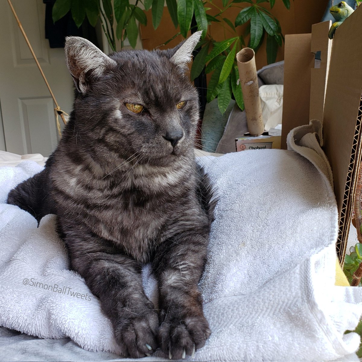 Looking good, feline fine. Well, at least I am. Mom is another story. 🙈
#ThursdayThoughts #catmodel

gofund.me/8507f47e