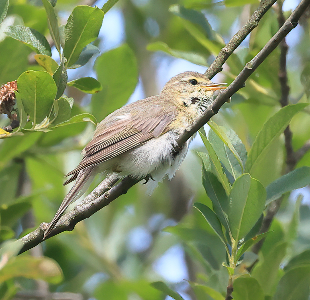 Willow warbler Dartmoor today.