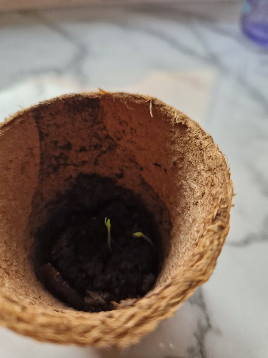 Lisa Nash tweet media