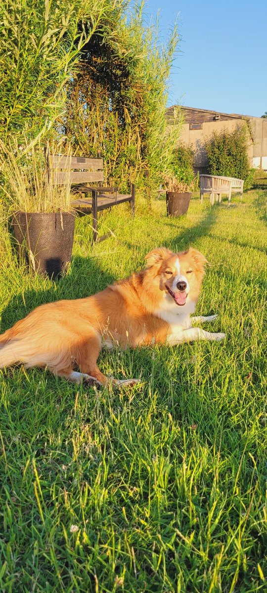 jacquihill18's tweet photo. Such a beautiful evening at work again ๐ ๐ @BleakholtUK @MarkPerks2021 @wynneevans @PetsatHome @BCTGB @team_greenacres #animalsanctuarylife #nightshift #workingdog #welshcollie https://t.co/sf3P81aodG