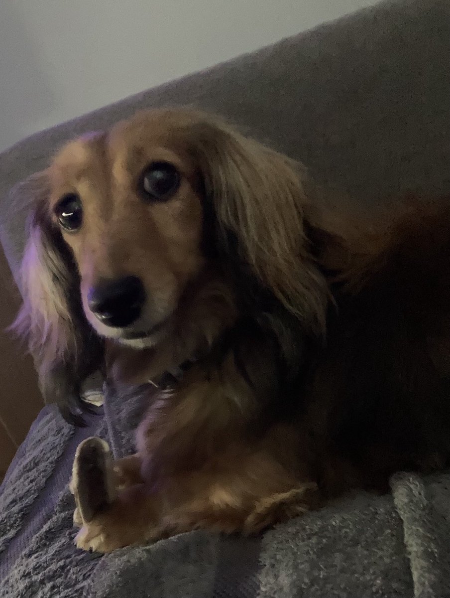 MinnietheMini tweet media