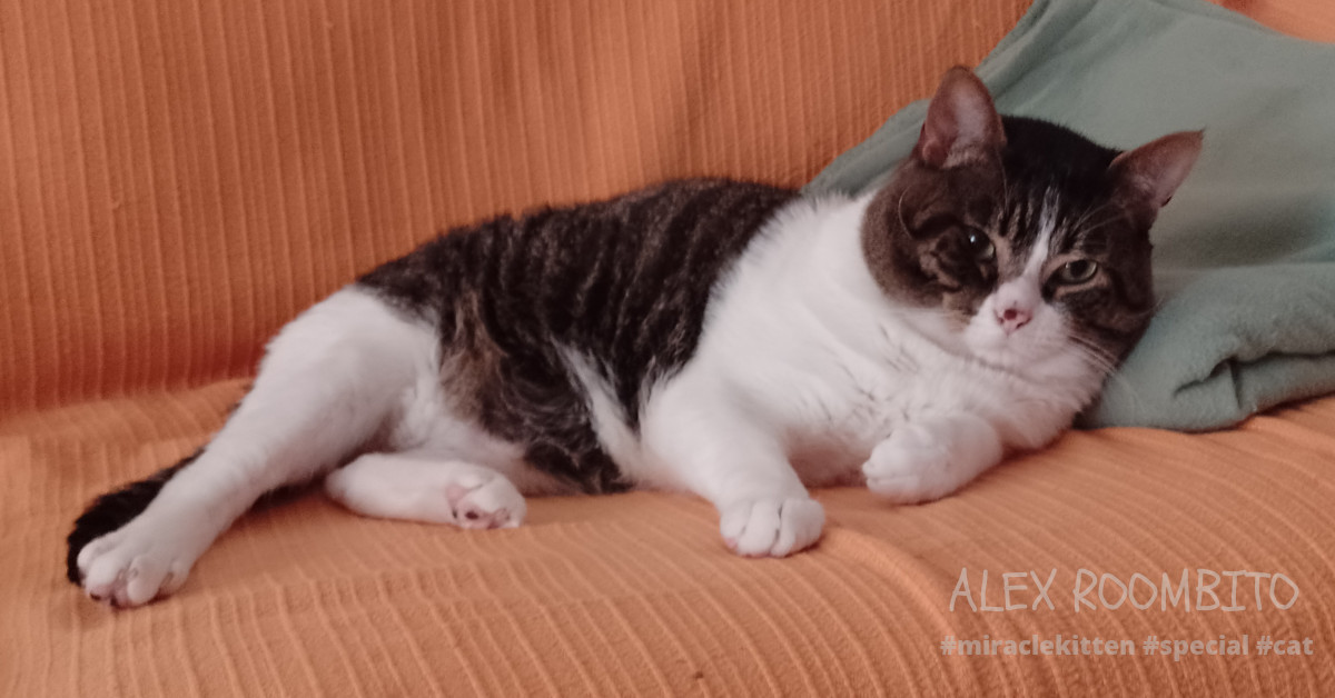 Alex💗Roombito desea a tod@s un muy feliz #verano 🌞🌻  (señoreando en el sofa por la mañana...)
Alex 💗 wishes you all a very happy #summer 🌞🌻 (lording over all from the couch in the morning...)