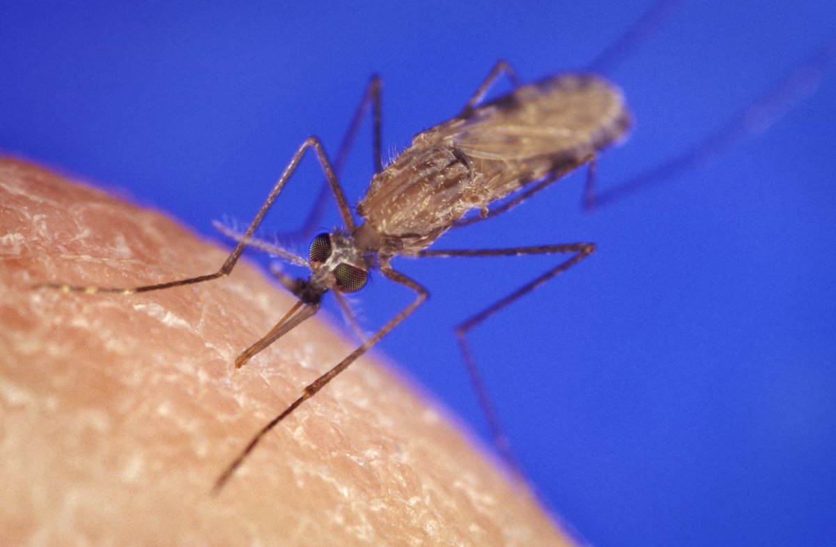 CIDRAP's tweet photo. Florida reports 2 locally acquired malaria cases

Officials confirm that the cases are caused by the Plasmodium vivax #malaria parasite, which is not as fatal as other malaria species

https://t.co/2GI7umY45y https://t.co/Ix31hKUhe1