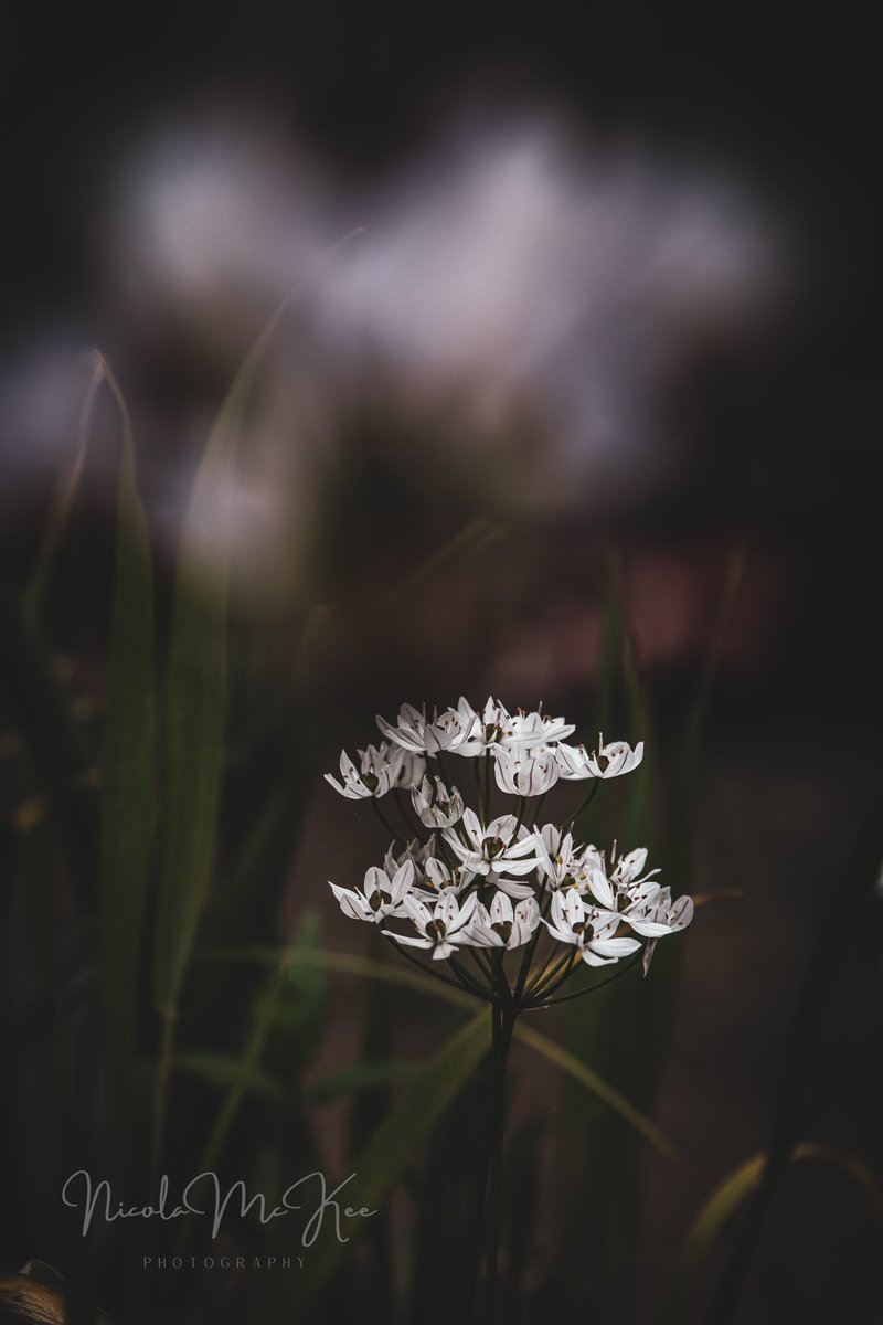nicmckeephoto's tweet photo. Newbie to #BelfastHour, hoping to connect with some great folks!  I hope you like my photo 
#nicolamckeephotography https://t.co/e6yDSxFK8H
