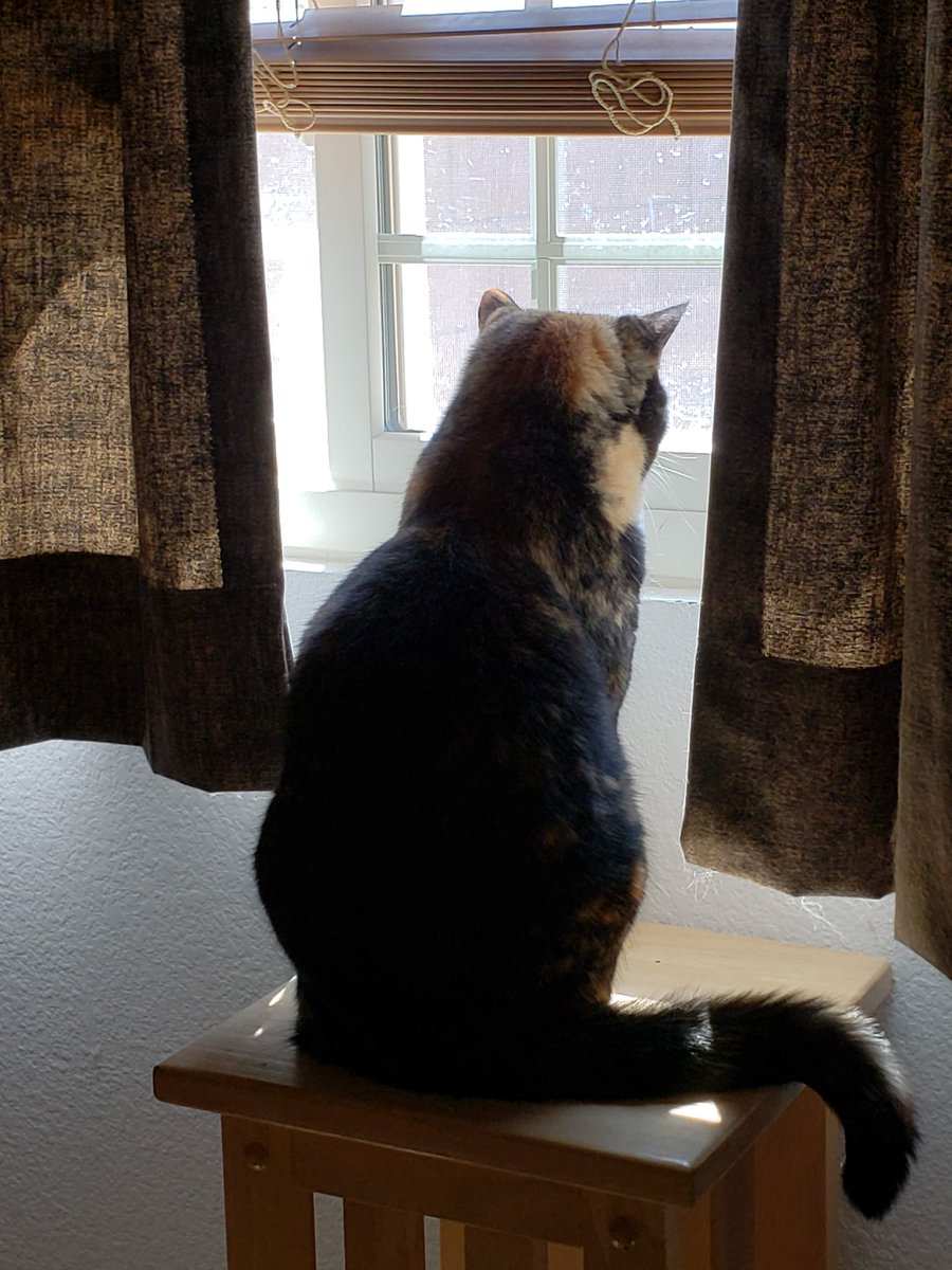 BarrettDelia's tweet photo. All our cats are rescue cats. #NationalAdoptACatMonth https://t.co/9bqmvdVz8E
