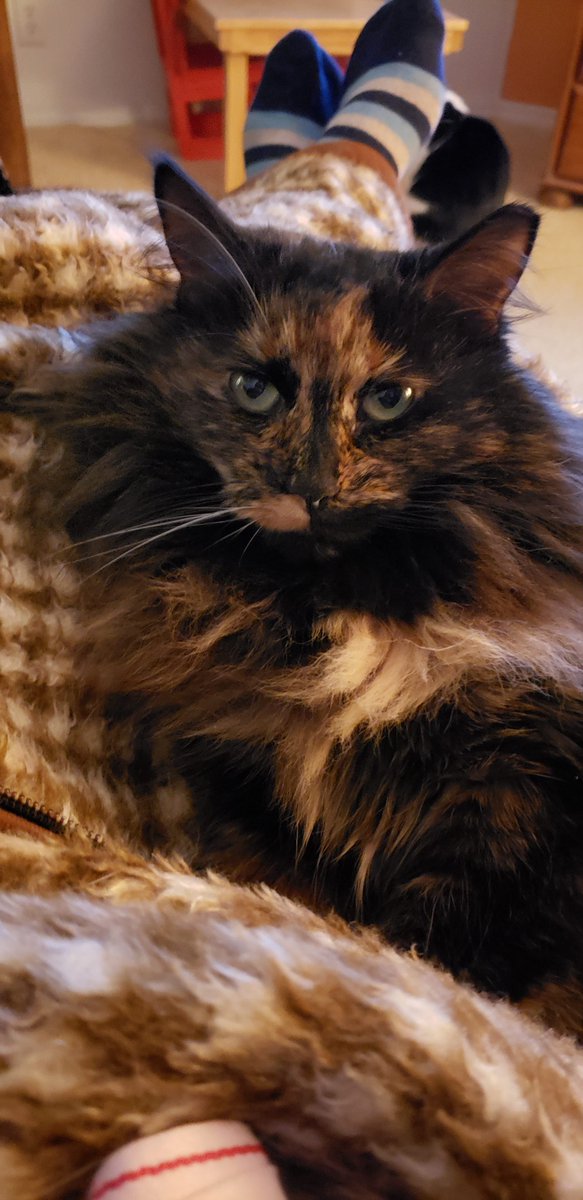 BarrettDelia's tweet photo. All our cats are rescue cats. #NationalAdoptACatMonth https://t.co/9bqmvdVz8E