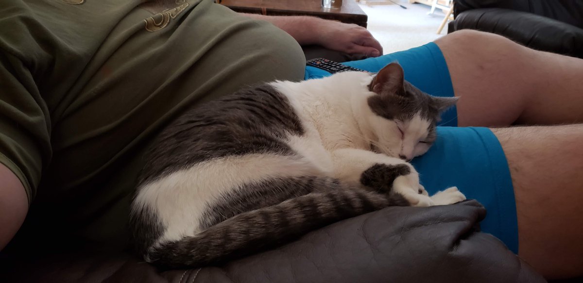BarrettDelia's tweet photo. All our cats are rescue cats. #NationalAdoptACatMonth https://t.co/9bqmvdVz8E