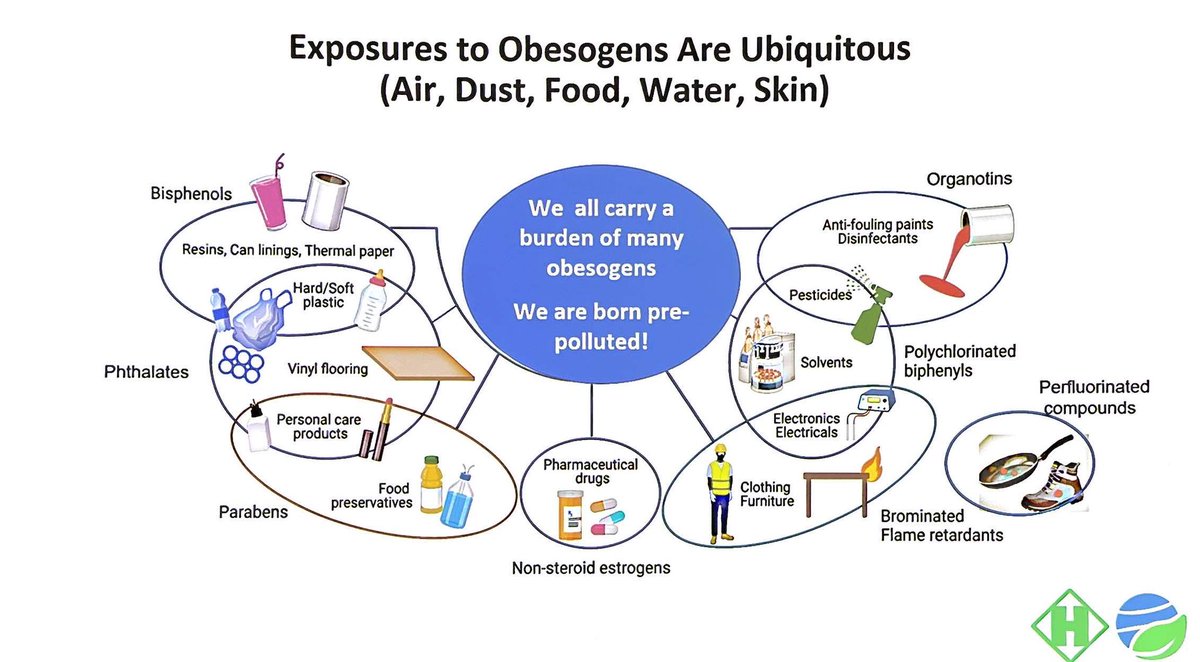 SumitBhagraMD's tweet photo. @AskDrShashank @neetadiabesity There are so many chemicals whose far-reaching consequences beyond direct ingestion or exposure weren’t recognized until they had been in widespread use for decades! EDCs and obesogenic substances are ubiquitous! (Slide courtesy: Jerry Heindel) https://t.co/59eoQclNtO