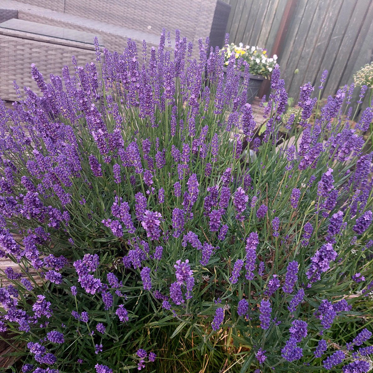 Purple bomb 💜 #GardenersWorld #Flowers #GardeningTwitter