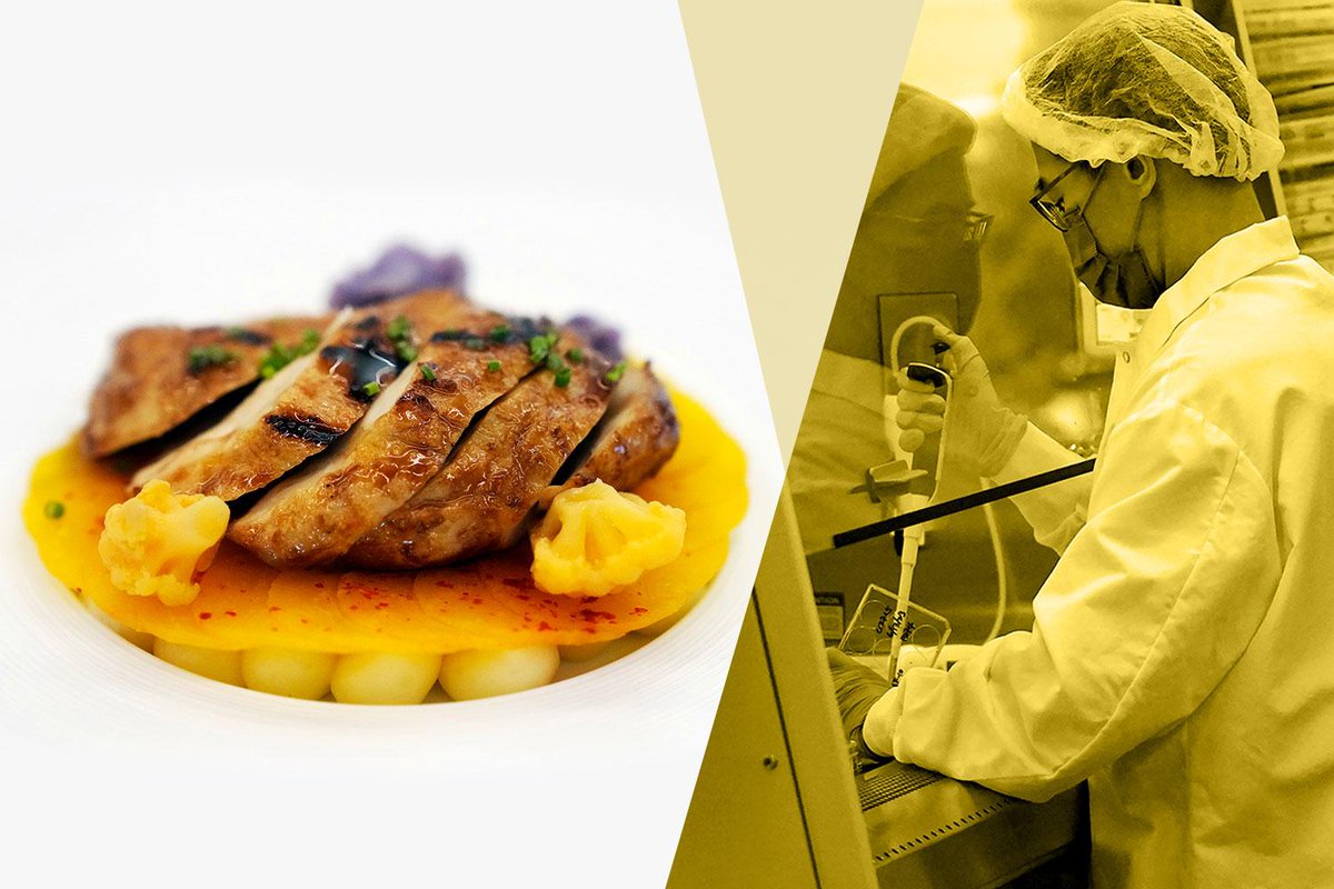 CaraSantaMaria's tweet photo. U.S. approves the sale of lab-grown chicken! 🧫
#LabGrownChicken #Science #CultivatedMeat #LabMeat #USDA
https://t.co/AODAiVKg9t via @nytimes https://t.co/jVxvSuQtoQ