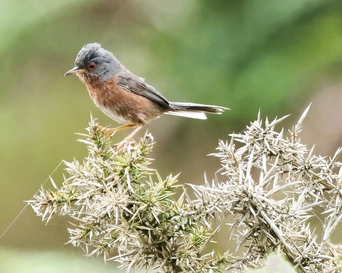 @sykesjeff Dartford warbler ,Pembrokeshire 🏴󠁧󠁢󠁷󠁬󠁳󠁿