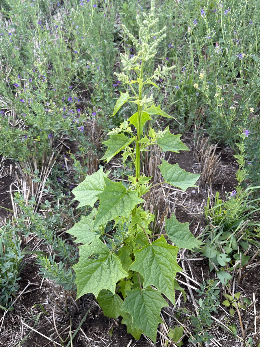 Can anyone ID this weed for me? #cdnag #abag