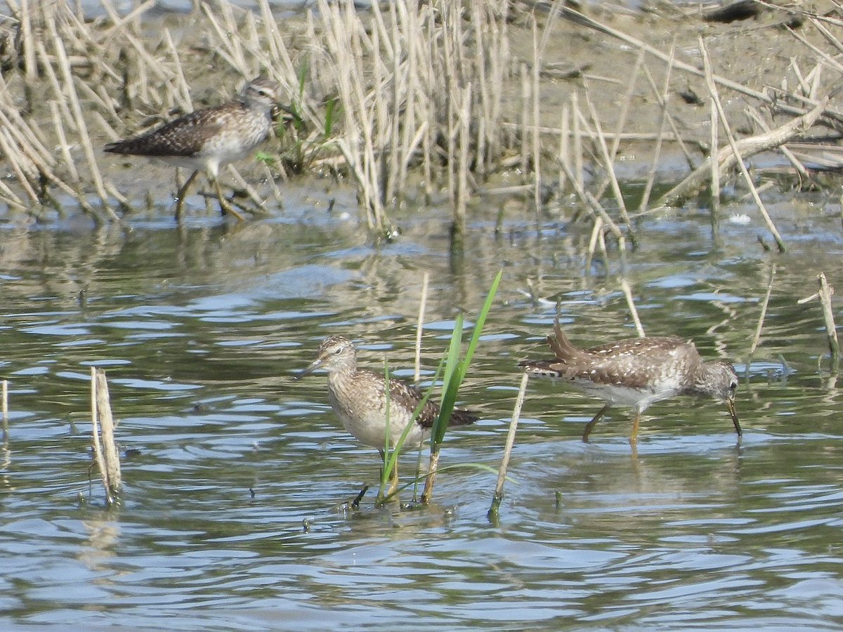 A nice selection of waders at Manby flashes this afternoon with 5 Wood & 4 Green Sandpipers, 4 Black-tailed Godwits, 38 Avocets, 2 Snipe, 1 Redshank & 1 Oystercatcher. @Lincsbirding @lincsbirders @LincsNaturalist @BTO_Lincs