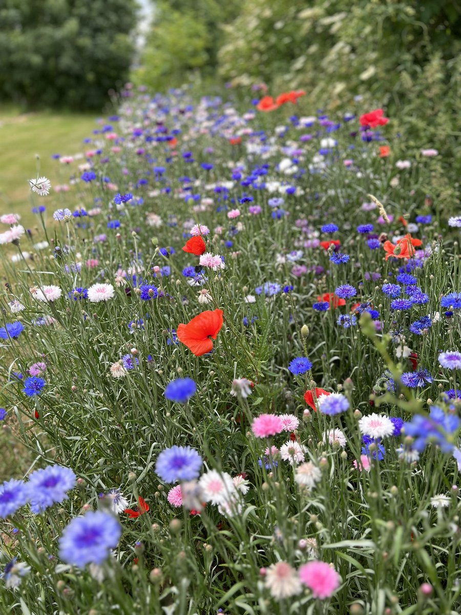 Our wildflowers looking not too shabby #GardenersWorld #shoutyhalfhour