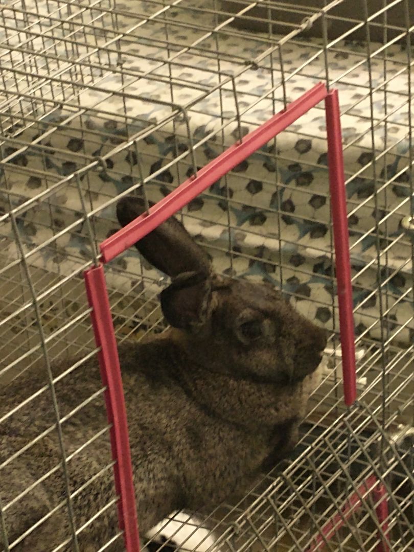 Fleece is an adult Chinchilla from #Baltimore, MD. petfinder.com/petdetail/5623…