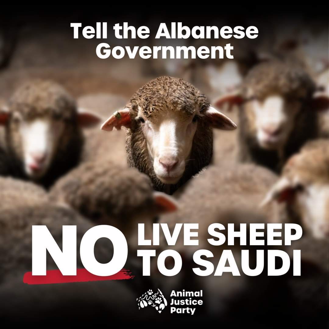 @AJP_WesternAust @Ban_Live_Export @RoslynWells @AnimalsAus The live sheep trade from Australia to Saudi Arabia may be allowed to resume, despite the Albanese government's promise to phase out this cruel trade.
SPEAK UP FOR SHEEP HERE 
animaljusticeparty.org/banliveexport
AND HERE
animaljusticeparty.org/live-export-le…
#EndLiveExport