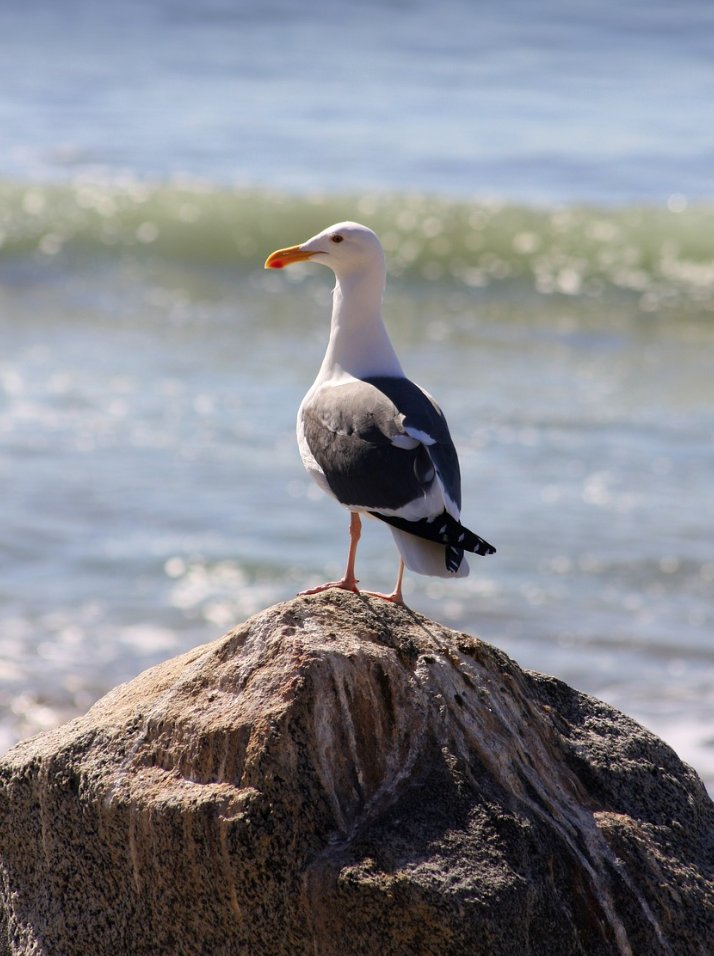 Whitby__News's tweet photo. NATUREWATCH
Seagull lands on sea wall rock to watch the advancing tide and muses 'perhaps today I will feel something' #Whitby #News https://t.co/fYltaOuCIy