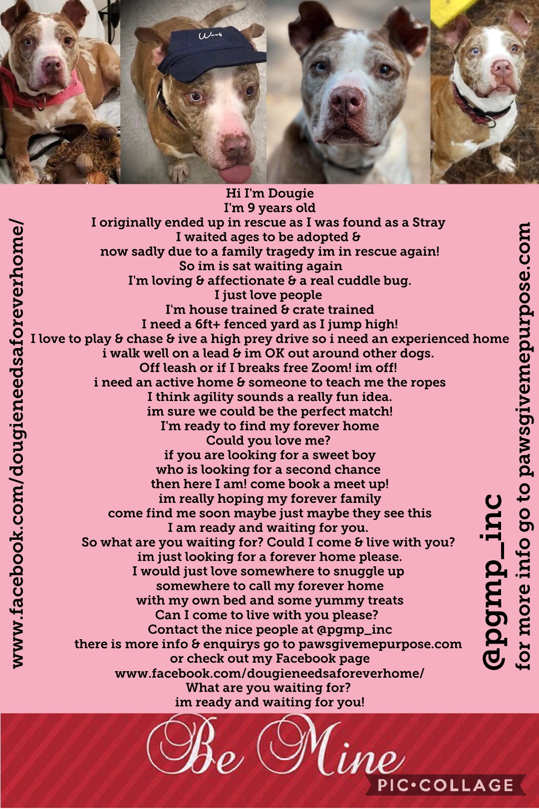 I Am An Animal Rescuer Poem