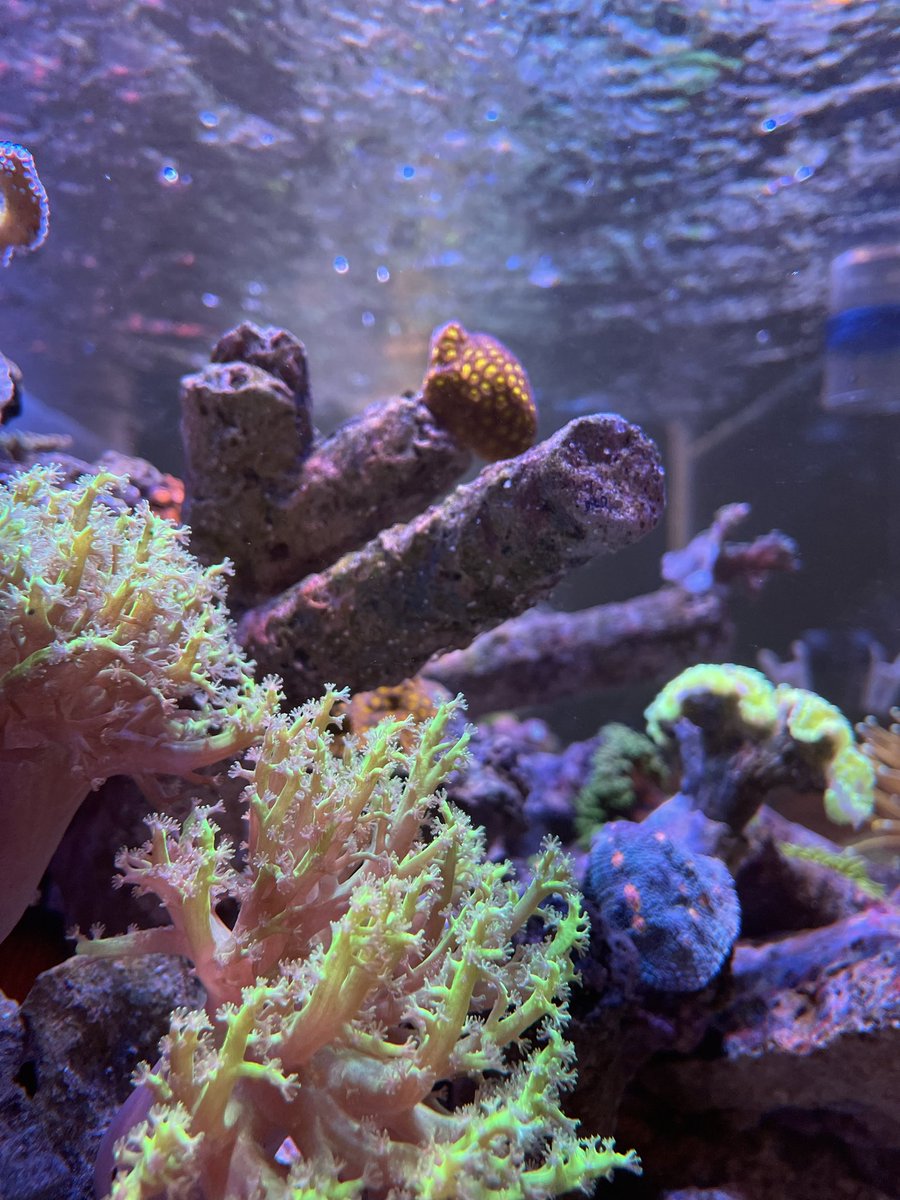 ReefStash's tweet photo. 🪸 The reef is getting stable again after fighting off bryopsis and turf algae. 💪 #reefstash

🪸 Reef Tank Life
Join our reef tank Facebook group - a group dedicated to reefers of all levels.
Link: https://t.co/6RQH5L109Z

#reeftanklife #saltwateraquarium #cadeaquarium https://t.co/qqoYku0UrC