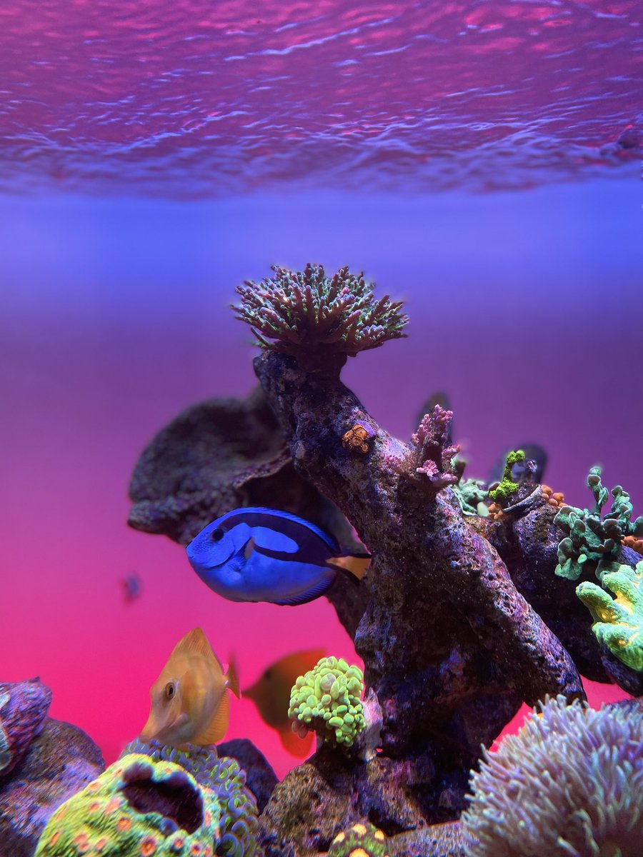 ReefStash's tweet photo. 🪸 The reef is getting stable again after fighting off bryopsis and turf algae. 💪 #reefstash

🪸 Reef Tank Life
Join our reef tank Facebook group - a group dedicated to reefers of all levels.
Link: https://t.co/6RQH5L109Z

#reeftanklife #saltwateraquarium #cadeaquarium https://t.co/qqoYku0UrC