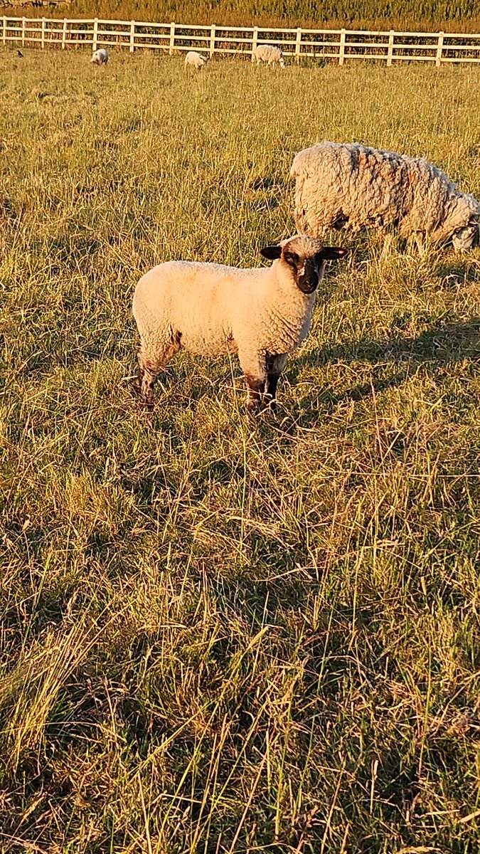josh (@joshmaude5) on Twitter photo Hampshire x lambs doing well in this dry weather 👌  #lambs #native <a href="/thelumbflock/">John Craig</a> <a href="/HampsSheep/">Hampshire Down Sheep</a> <a href="/maudez2/">tim maude</a> Hampshire x lambs doing well in this dry weather 👌  #lambs #native <a href="/thelumbflock/">John Craig</a> <a href="/HampsSheep/">Hampshire Down Sheep</a> <a href="/maudez2/">tim maude</a>