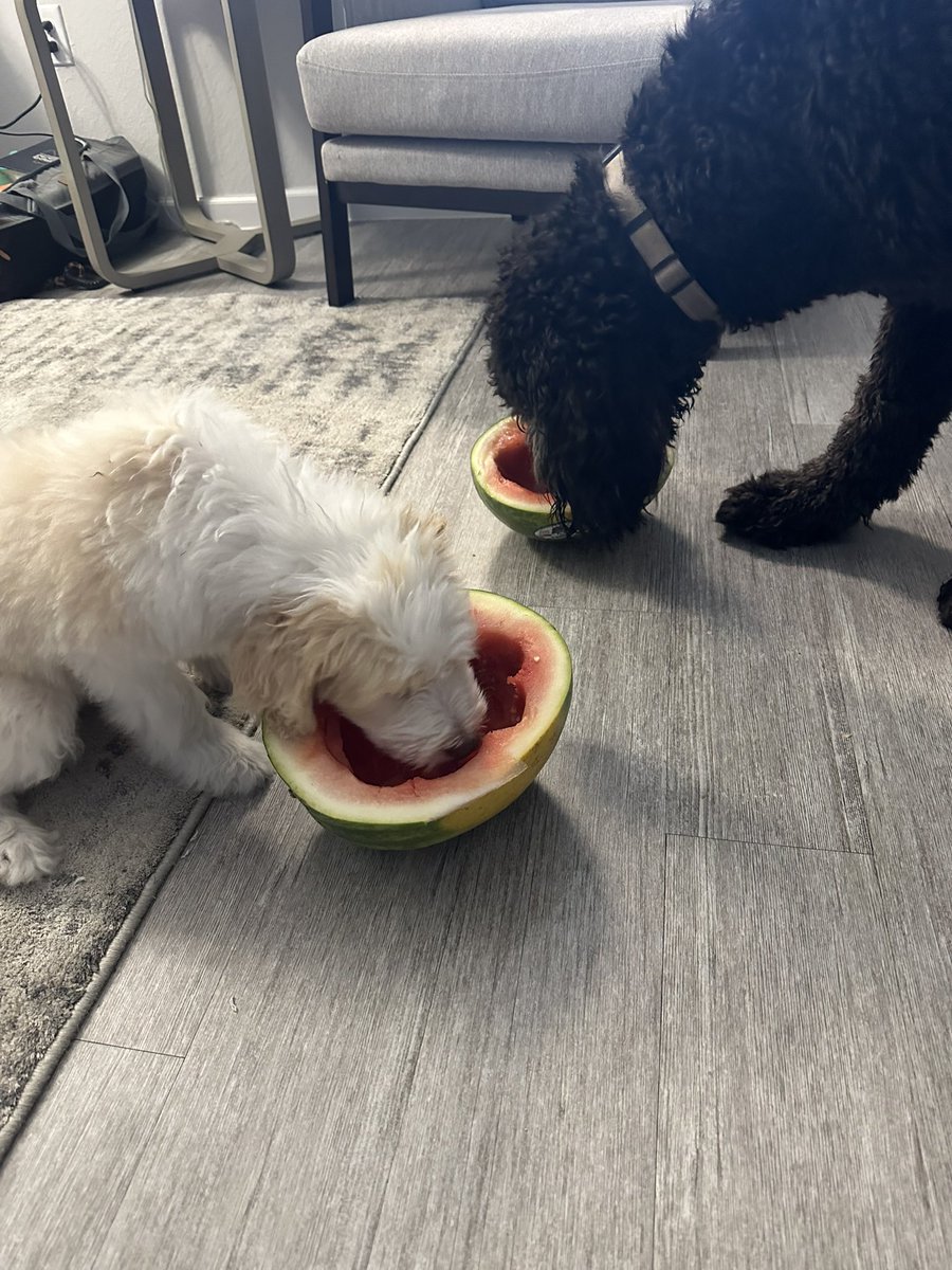 kaileebrookem's tweet photo. 🐶💙 https://t.co/1usRG4Abxx