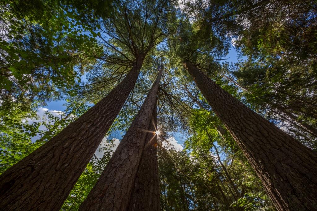 OntarioParksNE's tweet photo. Hike through ancient pines, visit a silver mining town, paddle your canoe or see how the lumberjacks lived  - there is so much to do in the Temagami region! 

Finlayson Point makes a great base for camping and exploration of this unique part of Ontario. 

https://t.co/tpJrDZVE2e https://t.co/w0tbUPWiGG