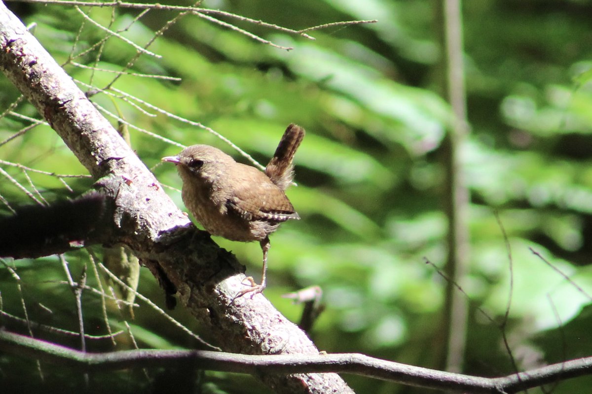Winter wrens!! 
In Berkshires
