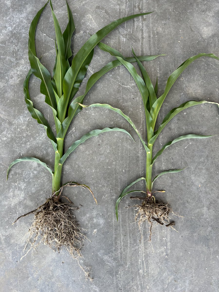 Difference between these two plants is the way it #started. I am in a mild drought region currently. These plants both received a ⁦<a href="/360yieldcenter/">360 Yield Center</a>⁩ #YDrop application and a post app of ⁦<a href="/NACHURS/">NACHURS</a>⁩. Plant on the right the starter was turned off. #moneygrowsintherows