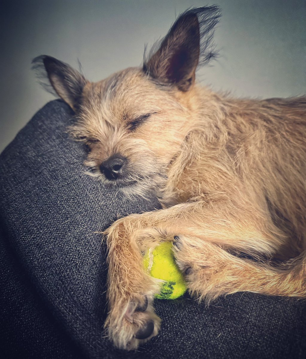 #preciousmoments u never want to forget. My #roxygirl fell asleep with her #kongball 🥰😍🐾
#puppielove
#roxy #dogsoffacebook #chihuahuaterrier #puppylove #puppies #puppy #mypuppy #mypup #mypuppydog #pupper #puppyoftheday #dogowner #doglover #dog #dogs #dogmom #dogmomlife