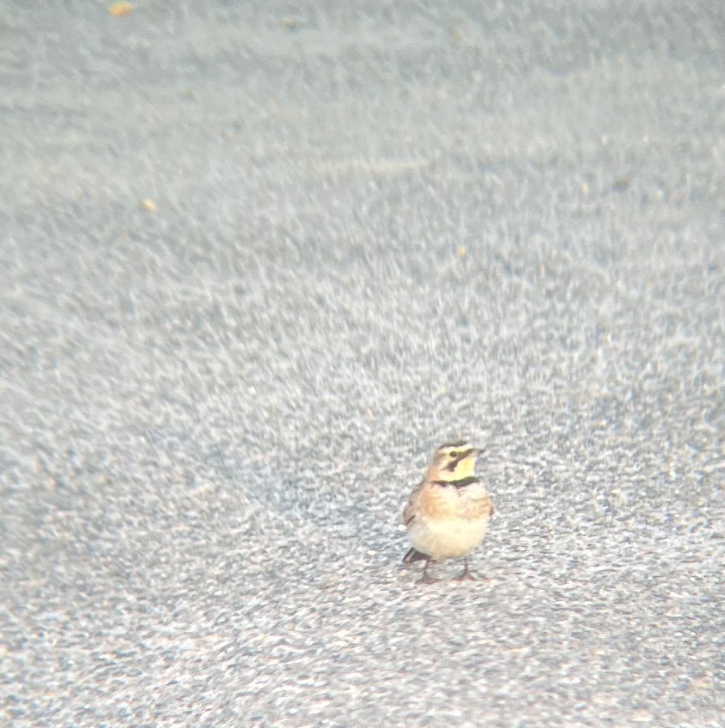 Horned Lark! 

In cape cod, Massachusetts