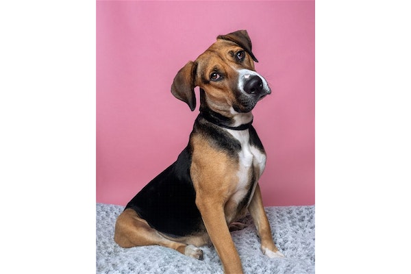 DPSRescue's tweet photo. Mama Bear is a GEM ππΎπ! She's a rescued hound mix, 2-3 yrs. Loving mom now ready for forever home. Sweet, energetic, and gentle giant. Loves outdoor play. Good with dogs π Cat-friendly with slow intro!
https://t.co/REHHgbrGAi
#AdoptMamaBear #DPSRescue https://t.co/JAG772q1H1