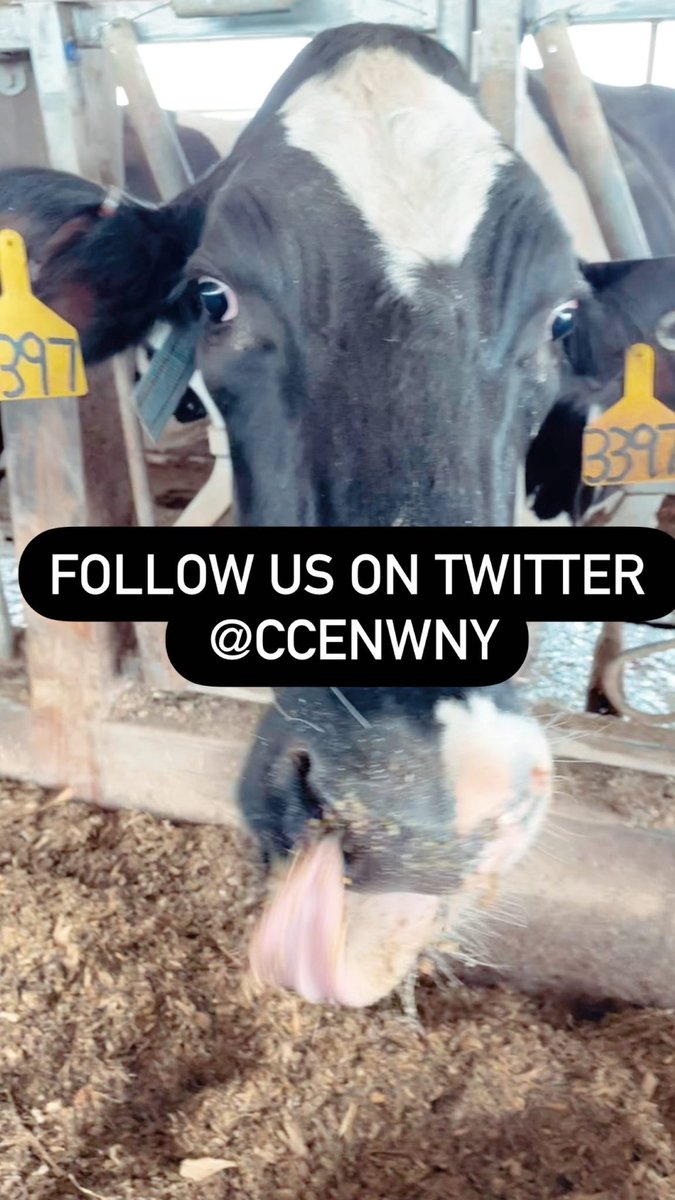 CCENWNY's tweet photo. Thanks bestie 🐮 https://t.co/a7lhKYPIpY