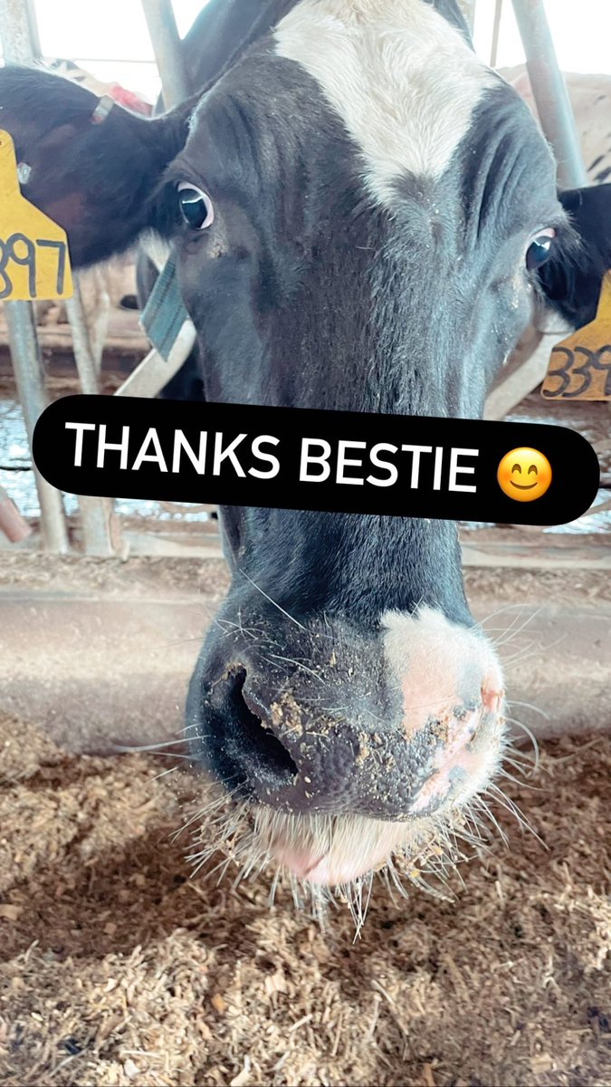 Thanks bestie 🐮