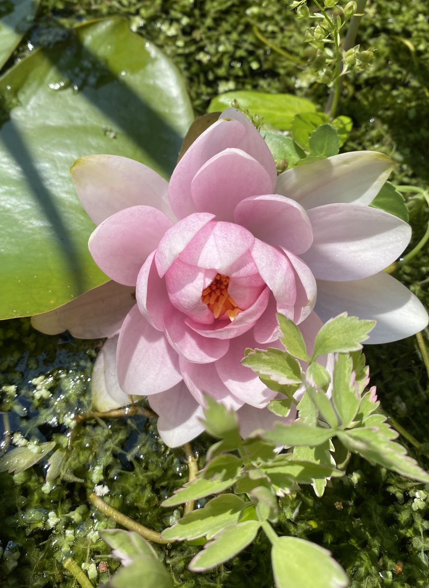 Water lilies are a real treat each year.  #GardenersWorld