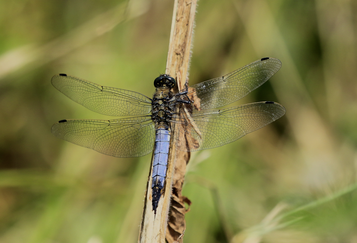 Well! I went back to my 'dragonfly patch' again in search of a male Lesser Emperor (more of that later!) & saw lots of other species. Here are some species in sets. 2nd is a male Black-tailed Skimmer in front of me!
Enjoy!
@Natures_Voice @NatureUK @BDSdragonflies @Britnatureguide