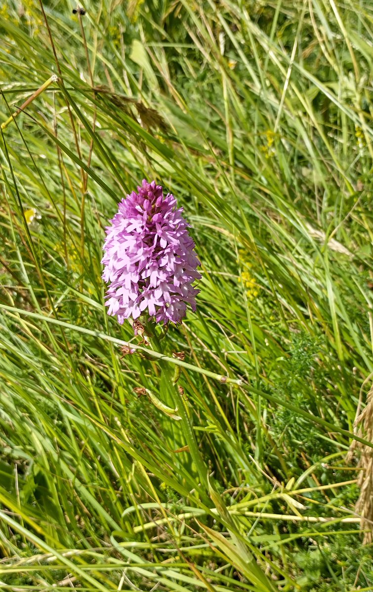 Here are some of the amazing sights seen in St Margaret’s churchyard following the ‘wilding’ focus… a Marbled White butterfly (there were lots of these flying about) and a Pyramidal orchid! @GlosDioc @ARochaUK #ecochurch #beauty #creation #wildlife #diversity