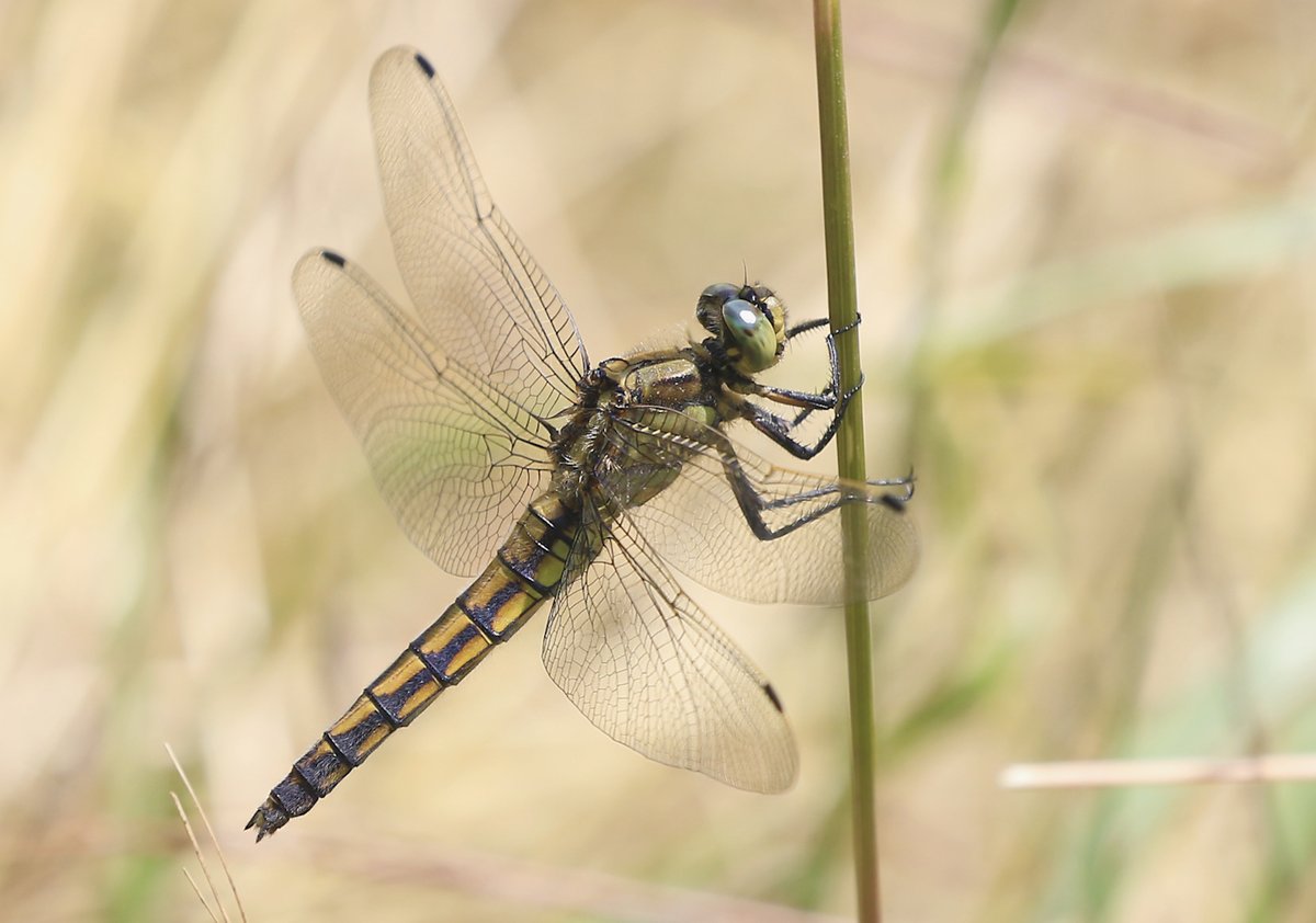 Well! I went back to my 'dragonfly patch' again in search of a male Lesser Emperor (more of that later!) and saw lots of other species. Here are some in species sets. 1st is a female Black-tailed Skimmer.
Enjoy!
@Natures_Voice @NatureUK @BDSdragonflies @Britnatureguide