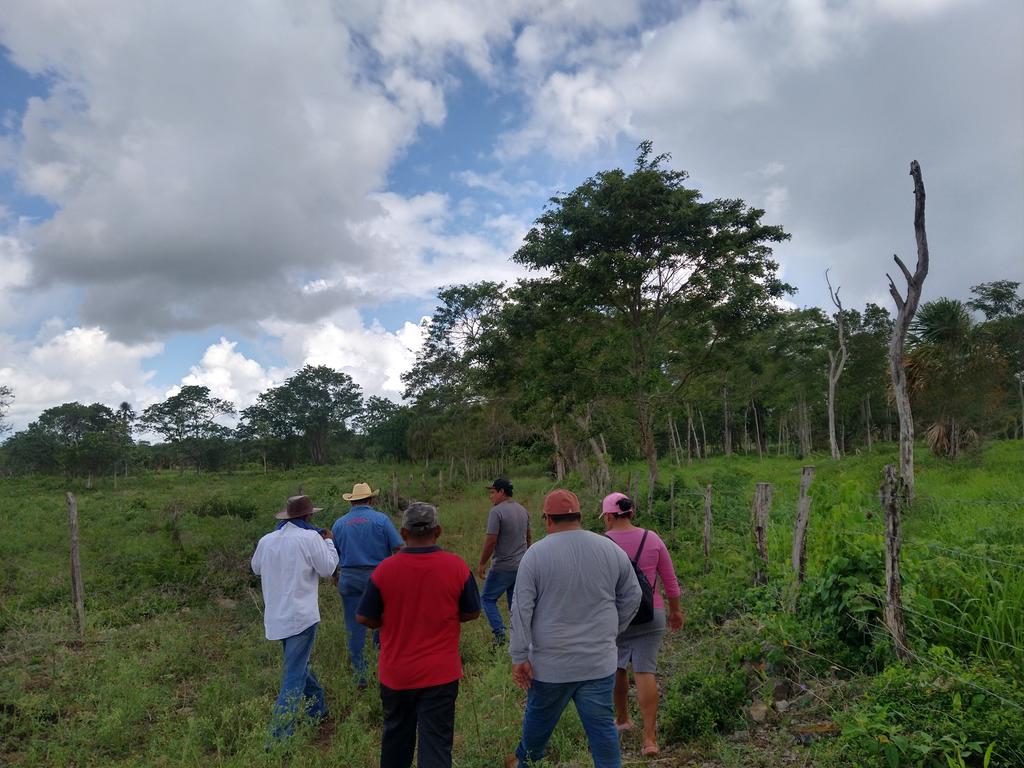 Agroforest_JAL's tweet photo. Taller de capacitación a Ganaderos de la #RITER de Noh Bec, #QuintanaRoo sobre Ganadería Regenerativa y diseños Silvopastoriles.
#GanaderíaSostenible
#SomosSelvaMaya
#SomosRITER
@Mexico_TNC https://t.co/IbV7wcloK9