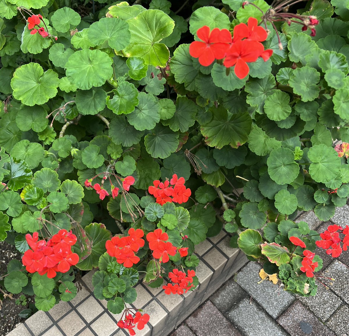 #STEPN June 23, 2023.
Opened #MB7 in #aperealm 🎁

Good morning😄
Small flowers blooming in Tokyo🌺