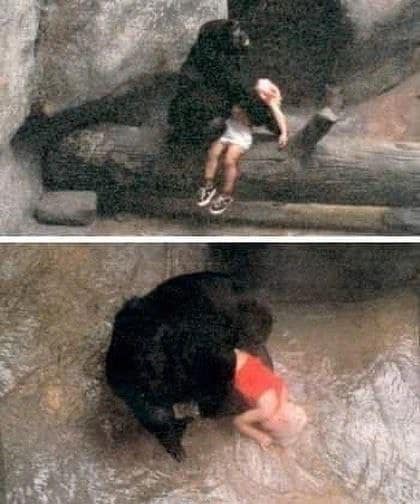 fasc1nate's tweet photo. In 1996, an unidentified 8-year-old boy slipped away from his mother, climbed over a barrier, and fell into the Gorilla Enclosure. 

Due to the 20 ft fall, the boy broke his hand and suffered a deep laceration to his face.  Seven gorillas inhabited the enclosure. Gorillas are known to be fiercely territorial animals. 

They will fight to the death to defend their families.  However, one of the gorillas, called Binti Jua, meaning "daughter of sunshine" went over to the boy and cradled him in her arms, all while her own young child was on her back.   

She then went over to the edge of the enclosure and waited for the zookeepers to come and collect the child. Binti handed the child over peacefully before returning to the rest of the gorillas.  

Binti received worldwide praise and received regular treats for the next few weeks. The boy and the mother have never been identified, but the boy did stay in a hospital for 4 days.  

Animal behavioral experts claim that Binti used her maternal instincts to look after the child. This may have been influenced by the fact that she had her own baby Gorilla with her at the time, named Koola.