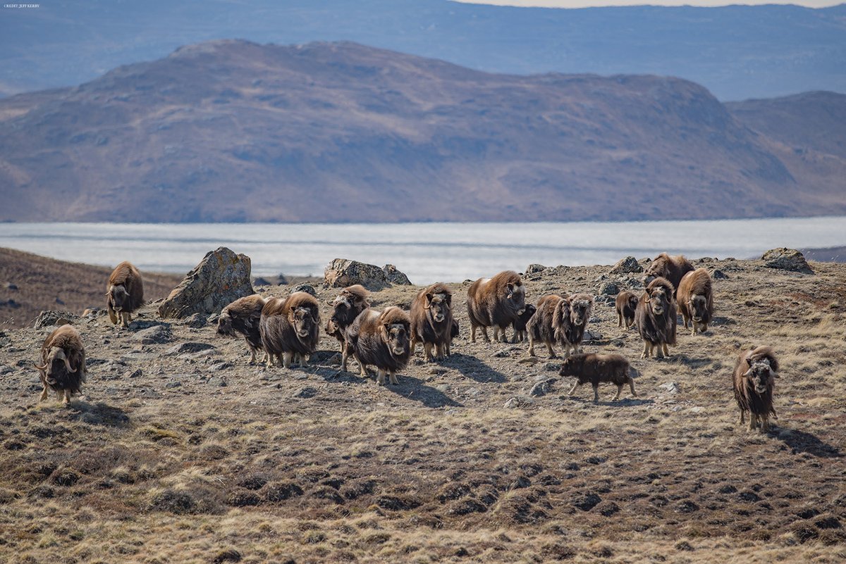 Large herbivores slow Arctic tundra diversity losses associated with sea ice decline, a new Science study finds.

The results support the idea that encouraging herbivore diversity in the tundra could temper some of the impacts of climate warming. scim.ag/36d
